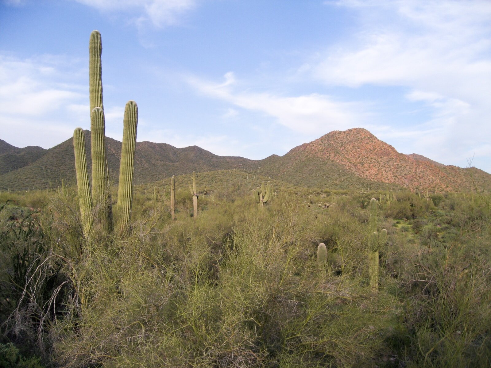 Saguaro cactus and desert scrub in the Sonoran Desert with red-brown hills behind