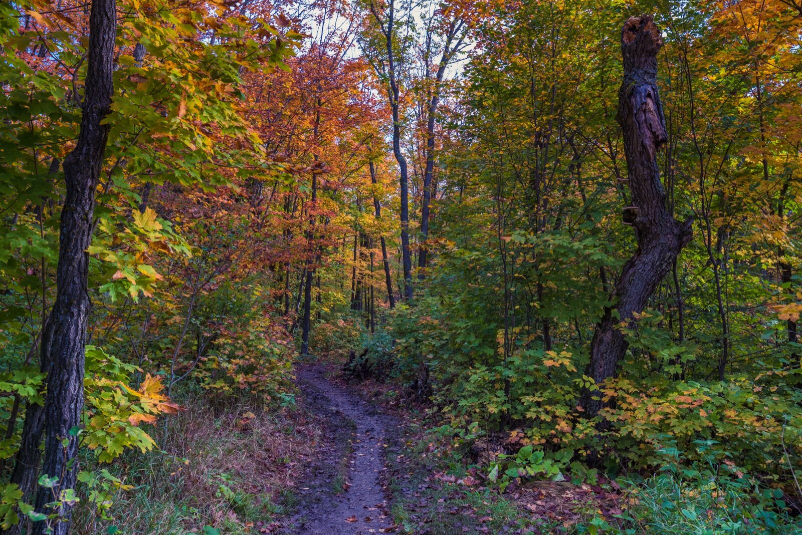 A narrow hiking trail through maple woods in orange and yellow autumn color