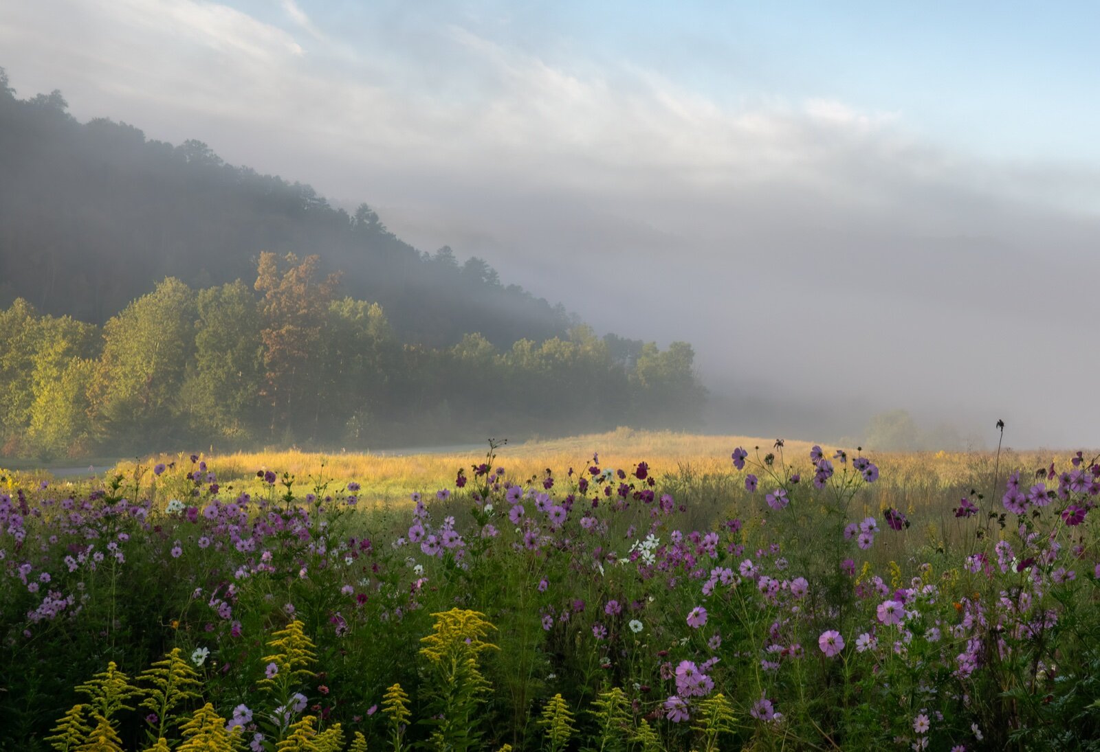 A meadow of wildflowers with mist rising off the forested ridges of the Great Smoky Mountains at sunrise